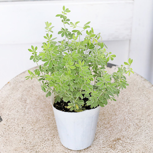 草花苗 ロータス ブリムストーン 2.5号 常緑 多年草 カラーリーフ 丈夫