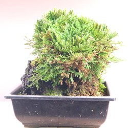 1d3581c9eba2e75d44d4b07f7b4451