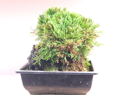 【希少】イチョウラン付岩ヒバ　イワヒバ　楕円形鉢付 1d3581c9eba2e75d44d4b07f7b4451