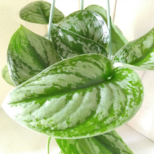 希少品種 シラフカズラ【スキンダプサス】 吊り鉢 観葉植物 ハンギング