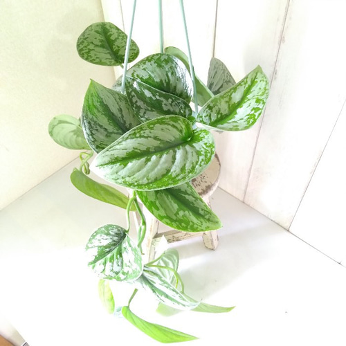 希少品種 シラフカズラ【スキンダプサス】 吊り鉢 観葉植物 ハンギング