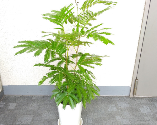 ★大特価★エバーフレッシュ　6号鉢　太木　葉いっぱい　ボリュームあり 0cc0949e7e10d5228c366f4e7532bc