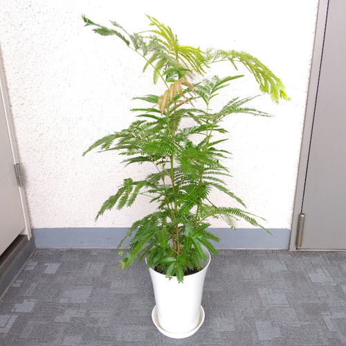 【一点限定】エバーフレッシュ 曲がり 花芽付き Lサイズ 観葉植物 calm エバーフレッシュ まがり L | 観葉植物の通販 AND PLANTS