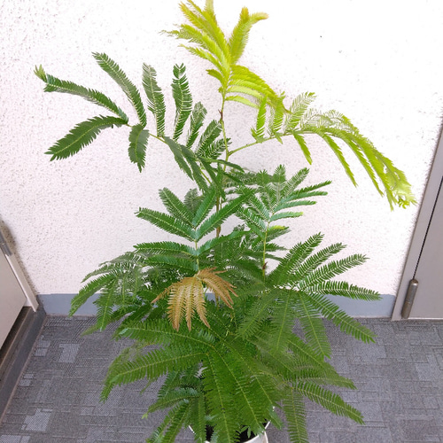 エバーフレッシュ 高さ75～80◎ 樹形綺麗 ボリューム◎ 爽やか