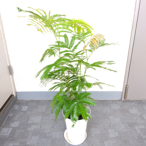 希少❗エバーフレッシュ曲【オーレア】観葉植物！高さ150◎！ボリューム◎！沖縄産 希少❗エバーフレッシュ曲【オーレア】観葉植物！高さ150