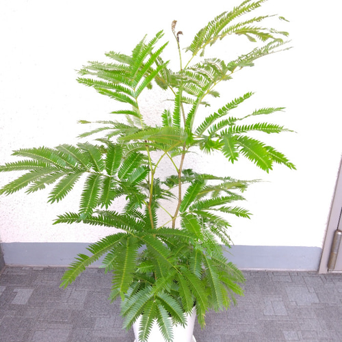 希少❗エバーフレッシュ曲【オーレア】観葉植物！高さ150◎！ボリューム◎！沖縄産 エバーフレッシュ 高さ75～80◎ 樹形綺麗 ボリューム◎ 爽やか