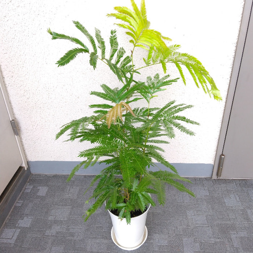 ★大特価★エバーフレッシュ　6号鉢　太木　葉いっぱい　ボリュームあり ☆大特価☆エバーフレッシュ 6号鉢 太木 葉いっぱい ボリューム