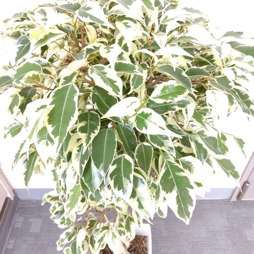 現品】ベンジャミンスターライトビューティ ねじり 7号鉢 樹形綺麗