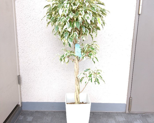 a9cd993adcd3d3abc3e4d031de3f80