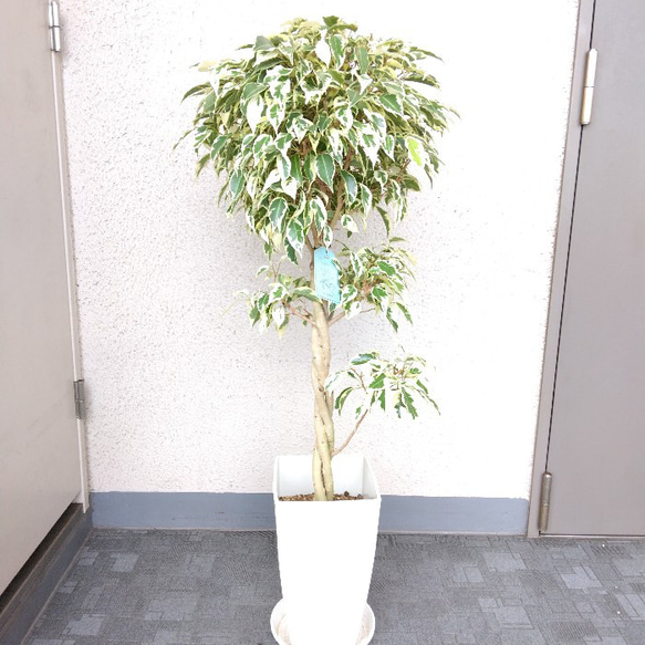 現品】ベンジャミンスターライトビューティ ねじり 7号鉢 樹形綺麗