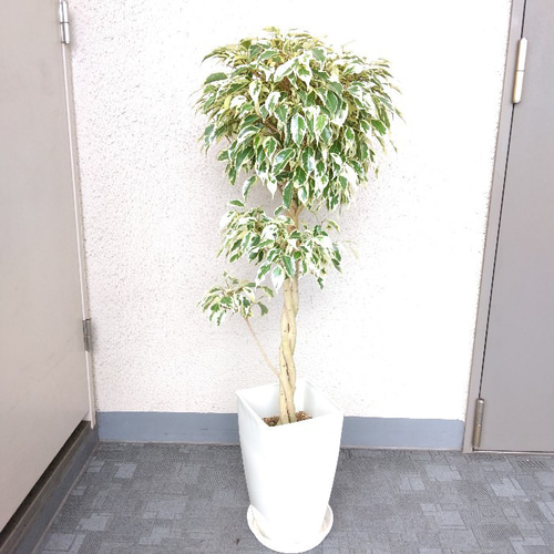 現品】ベンジャミンスターライトビューティ ねじり 7号鉢 樹形綺麗