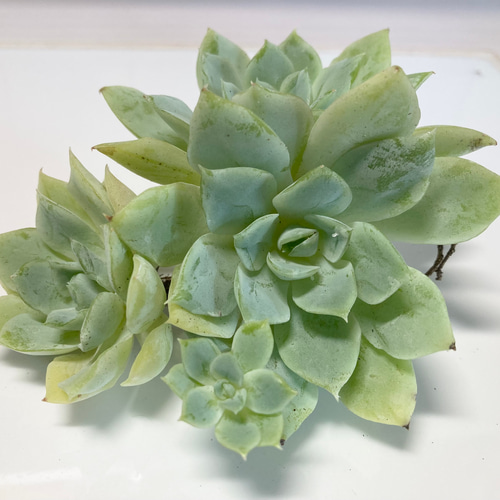 SOLD ジョンウォル 静月 群生 厳選韓国苗 名前付き 多肉植物 〜Green