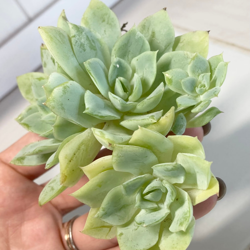 SOLD ジョンウォル 静月 群生 厳選韓国苗 名前付き 多肉植物 〜Green