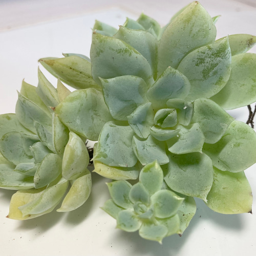 SOLD ジョンウォル 静月 群生 厳選韓国苗 名前付き 多肉植物 〜Green