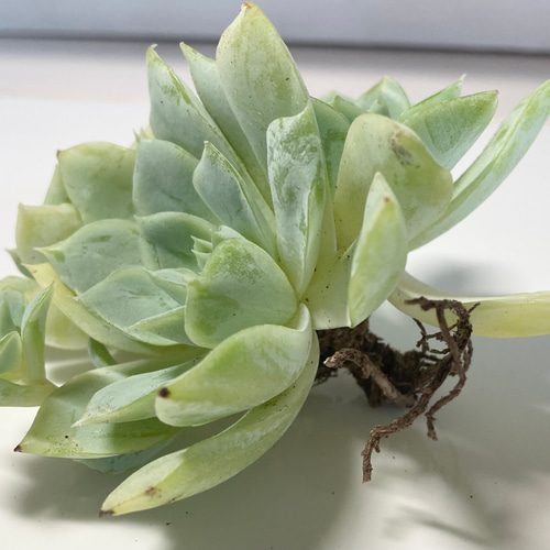 SOLD ジョンウォル 静月 群生 厳選韓国苗 名前付き 多肉植物 〜Green
