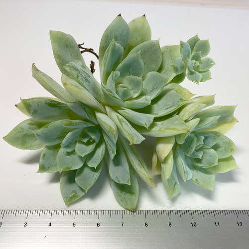 SOLD ジョンウォル 静月 群生 厳選韓国苗 名前付き 多肉植物 〜Green