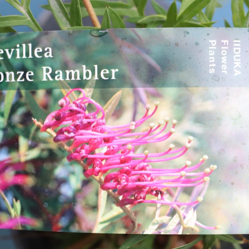 常緑で育てやすいグレビレア＊ブロンズランバー＊匍匐性 アート