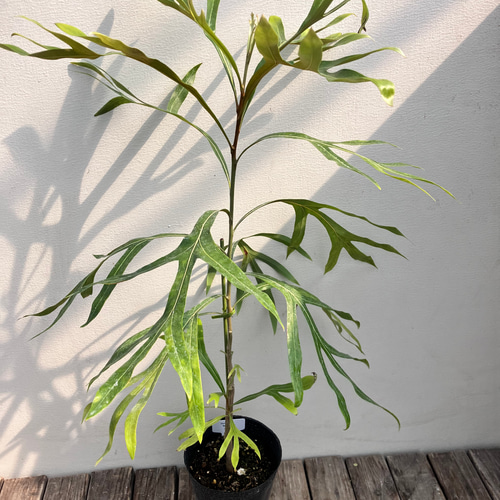 ドライフラワー❇️グレビレアゴールド❣️長め ドライフラワー