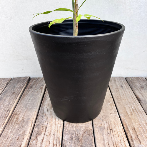 ☆再々入荷☆ドライフラワーで人気の＊グレビレア ゴールド