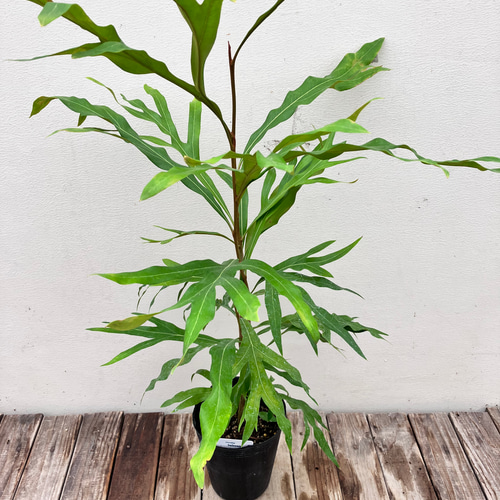 ☆再々入荷☆ドライフラワーで人気の＊グレビレア ゴールド