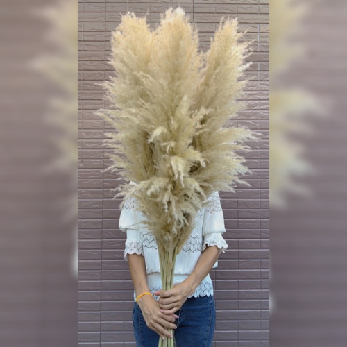 SALE】特大4本 1本おまけ 秋のインテリアに パンパスグラス ドライ