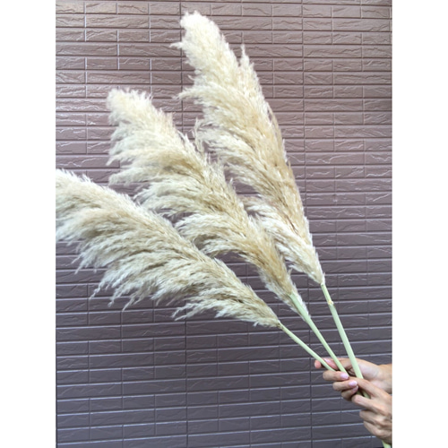 SALE】特大4本 1本おまけ 秋のインテリアに パンパスグラス ドライ