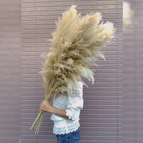 SALE】特大4本 1本おまけ 秋のインテリアに パンパスグラス ドライ