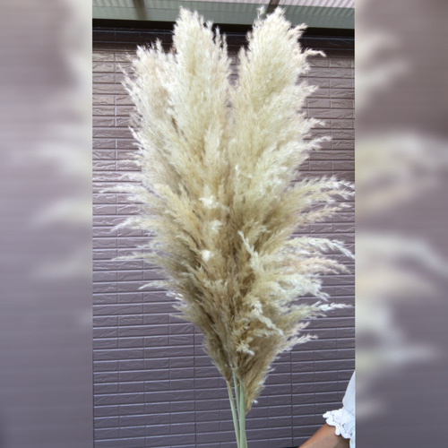 SALE】特大4本 1本おまけ 秋のインテリアに パンパスグラス ドライ