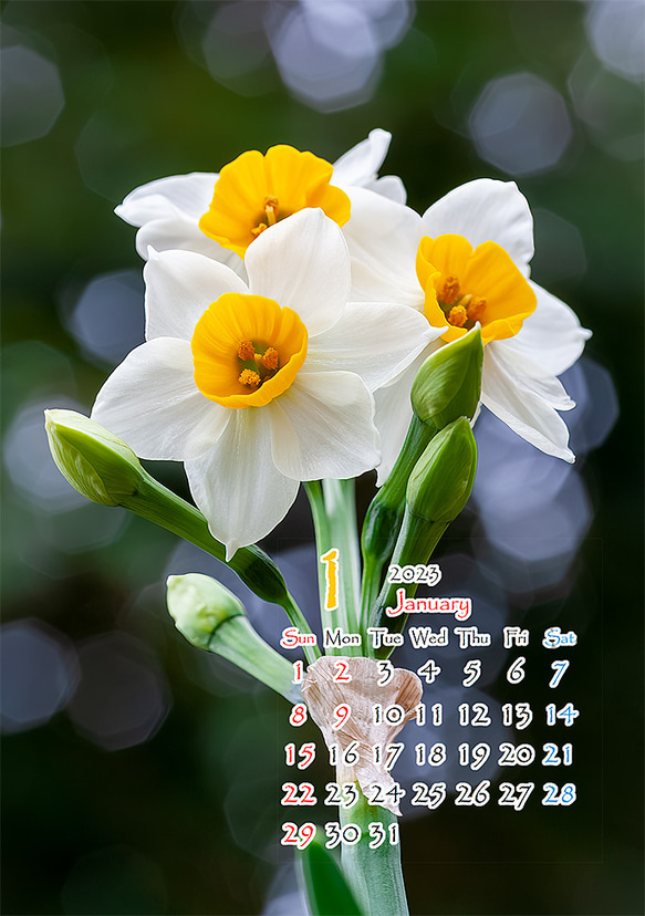 2L花カレンダー　2023年1月～水仙～　172㎜x121㎜ 1枚目の画像