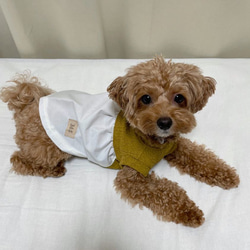 犬服　ニット　シフォンワンピース　 4枚目の画像