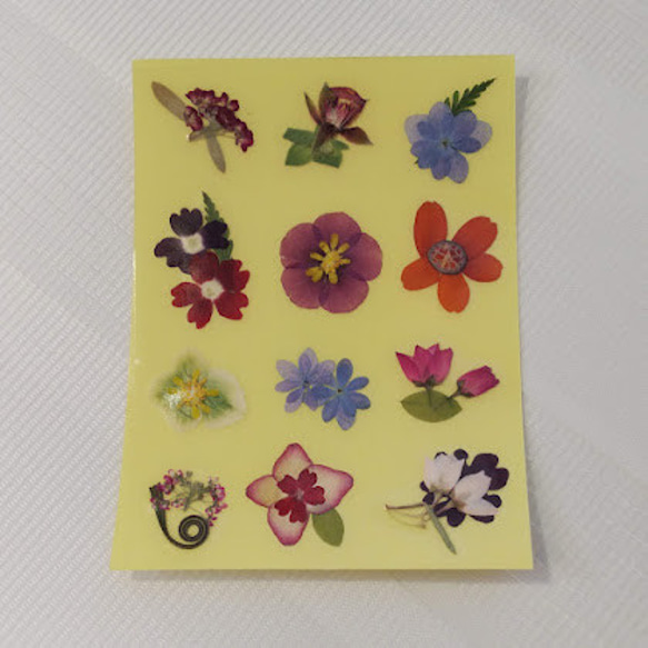 季節のそえぶみ｢夏｣　土佐手漉き和紙メッセージカード　押し花シール付き　グリーティングカード 5枚目の画像