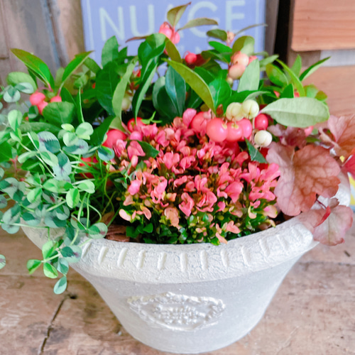 陶器鉢！4種類寄せ植え♡【チェッカーベリー&クローバー&ヒューケラ