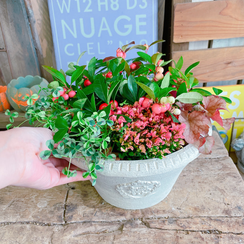 陶器鉢！4種類寄せ植え♡【チェッカーベリー&クローバー&ヒューケラ
