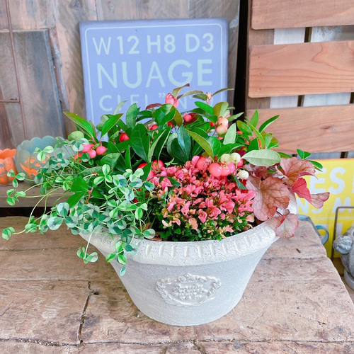 陶器鉢！4種類寄せ植え♡【チェッカーベリー&クローバー&ヒューケラ