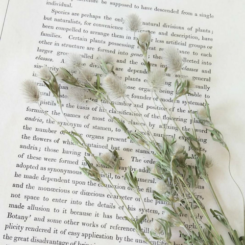 トリフォニウムバニーズ、スモークツリー、ラグラスドライフラワーリース トリフォニウムバニーズ、スモークツリー、ラグラスドライ