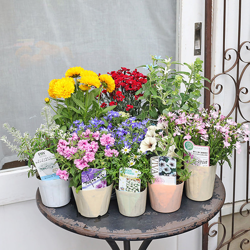 季節の花苗6点おまかせセット おしゃれ かわいい 赤 ピンク