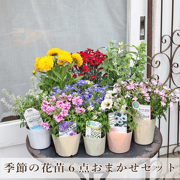 季節の花苗6点おまかせセット おしゃれ かわいい 赤 ピンク ホワイト