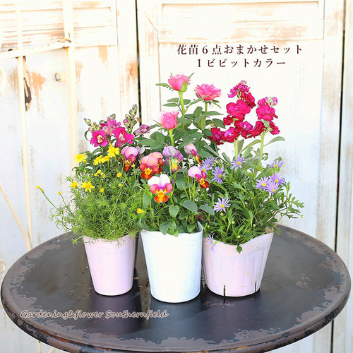 季節の花苗6点おまかせセット おしゃれ かわいい 赤 ピンク