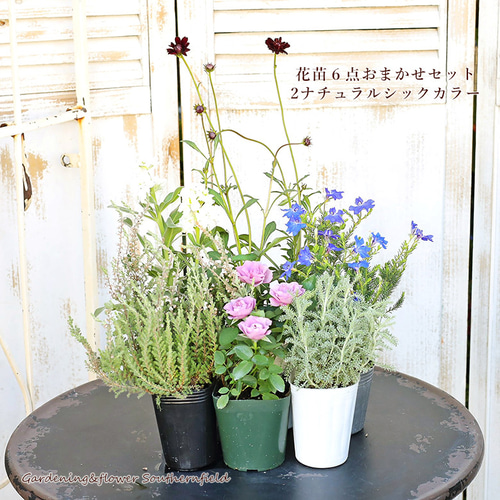 季節の花苗6点おまかせセット おしゃれ かわいい 赤 ピンク