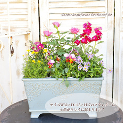 季節の花苗6点おまかせセット 赤 ピンク ホワイト ブルー 鉢植え 花壇 庭植え ガーデニング 7枚目の画像