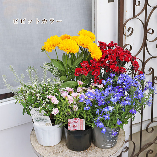 楽天市場】花苗 セット 送料無料 春夏のお花おまかせ48ポット