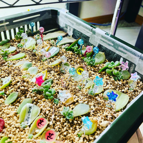 ④ファセットカットMIXカラー☆葉挿しピン40本 多肉植物