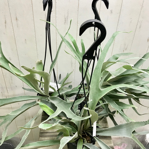 切れ込み充実株 コウモリラン ビカクシダ ビーチー (Platycerium