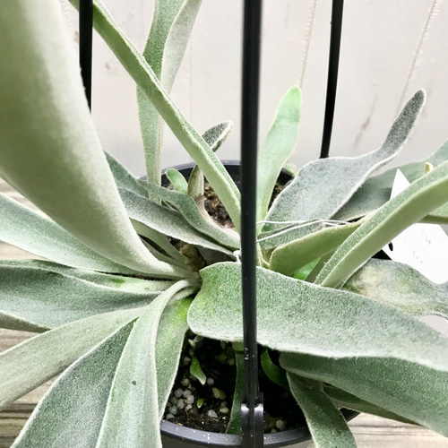 切れ込み充実株 コウモリラン ビカクシダ ビーチー (Platycerium