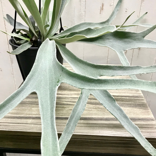 切れ込み充実株 コウモリラン ビカクシダ ビーチー (Platycerium