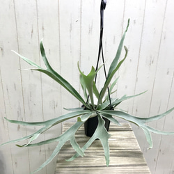 切れ込み充実株 コウモリラン ビカクシダ ビーチー (Platycerium