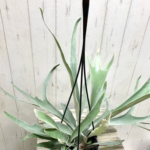 切れ込み充実株 コウモリラン ビカクシダ ビーチー (Platycerium