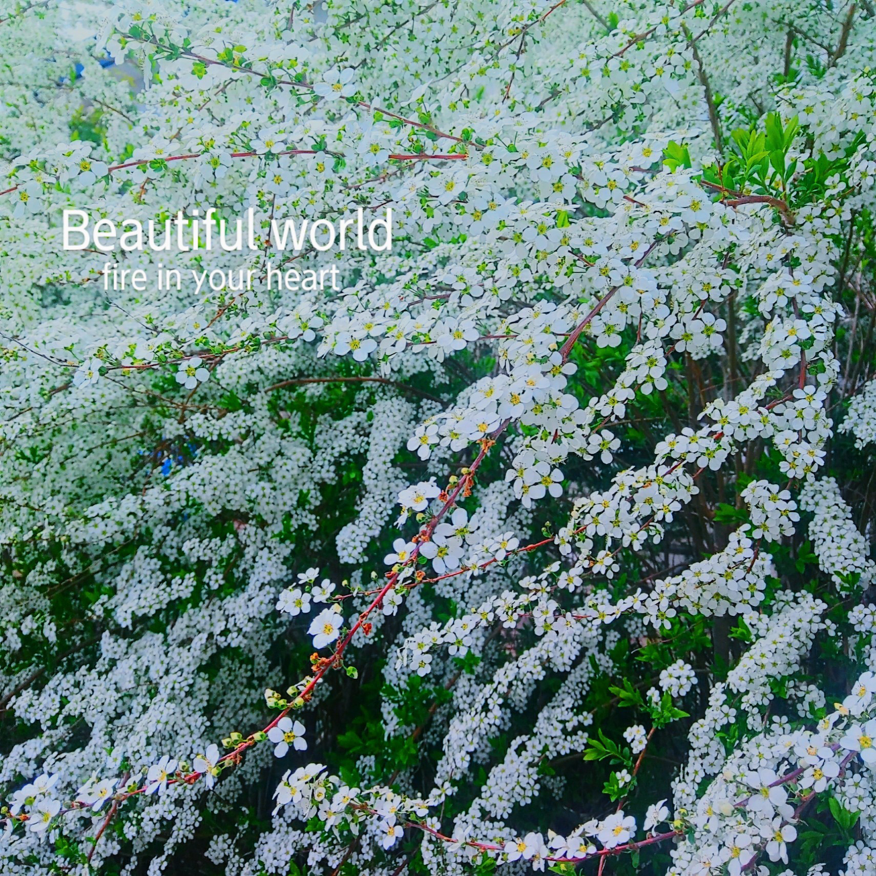 my grace  SWAROVSKI CRYSTAL