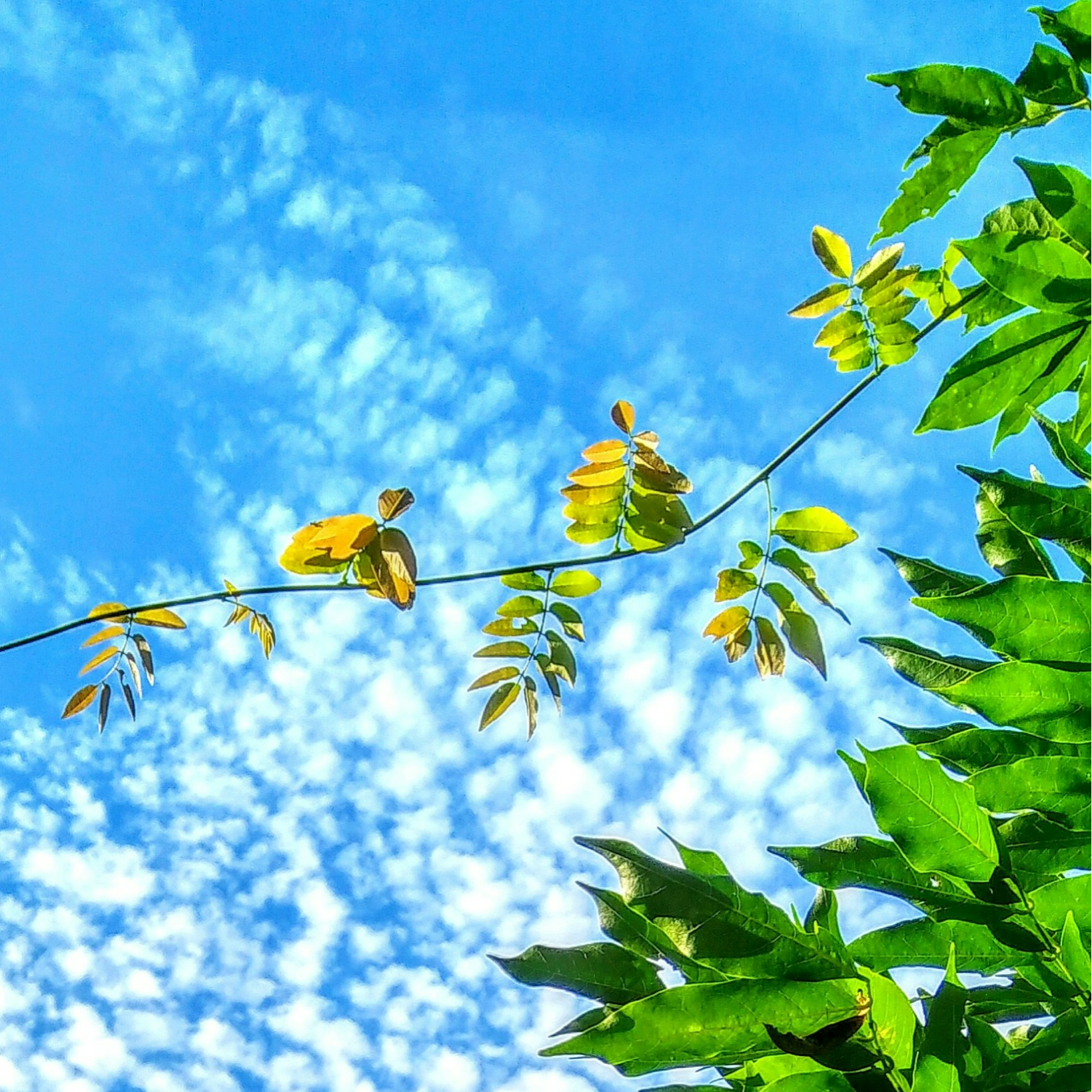 my grace  SWAROVSKI CRYSTAL