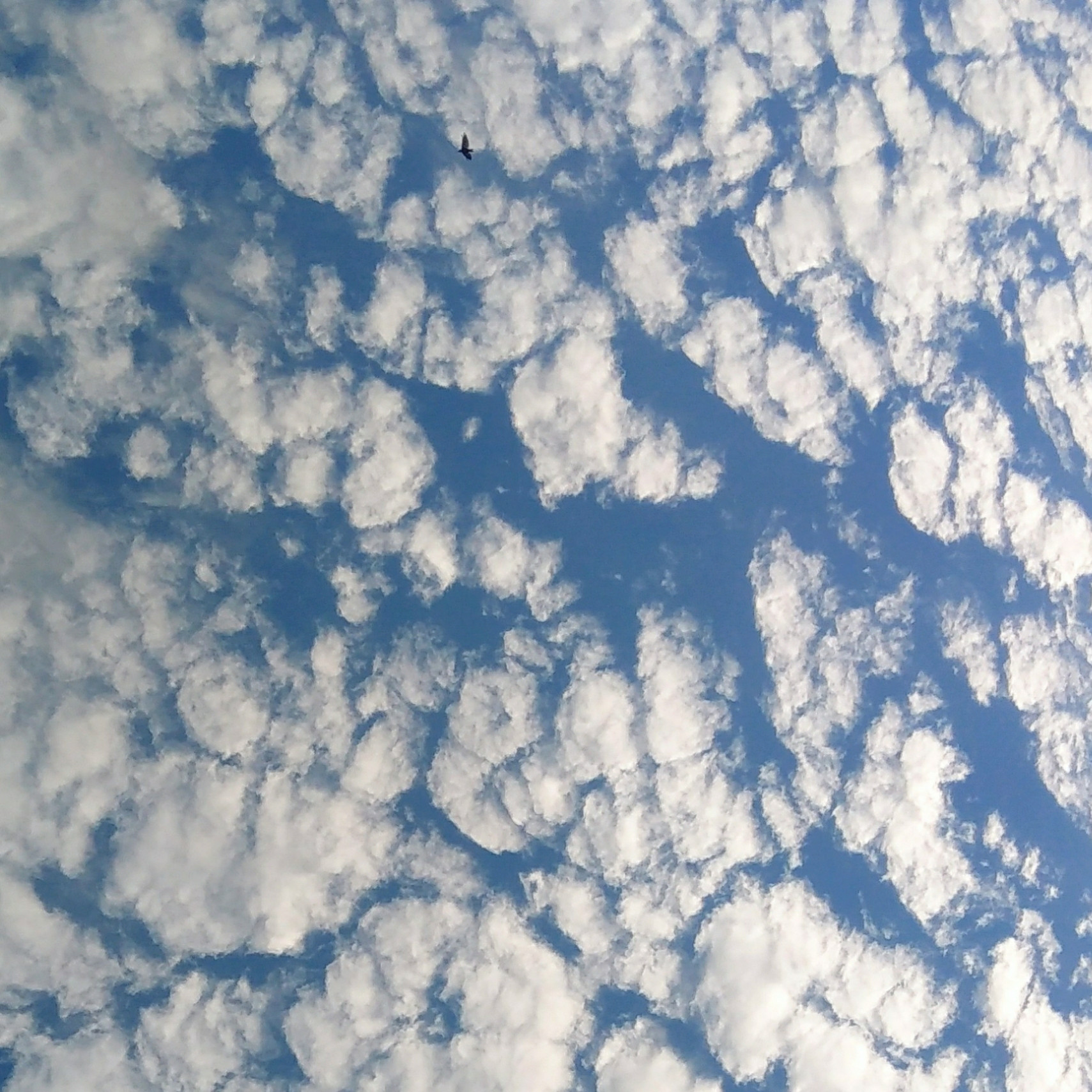 my grace  SWAROVSKI CRYSTAL